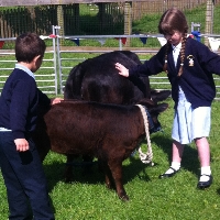 Hands On Mobile Farm Experience Cow and Calf
