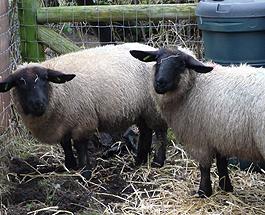 meet the Sheep from Arkfarm